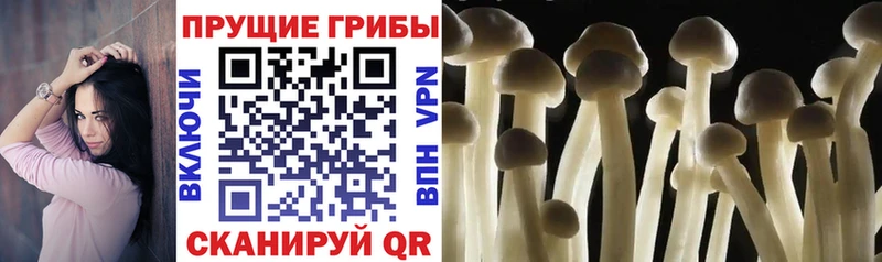 Псилоцибиновые грибы Magic Shrooms  мега онион  Бирск 